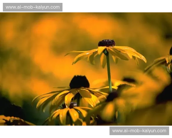 方便，是生活的温柔低语；美丽，是灵魂的惊鸿一瞥